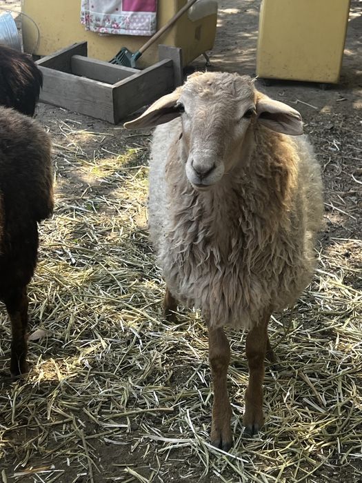 Продам     баранов.