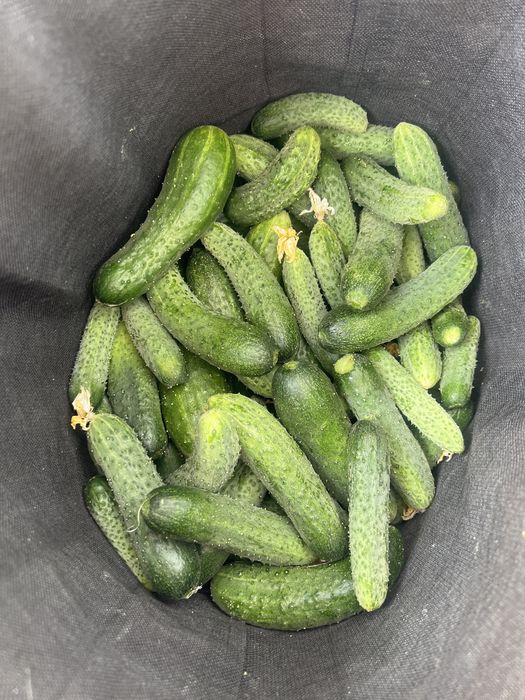Продам дачные огурцы