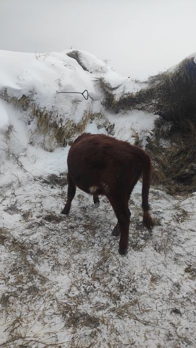 Продам 1 тёлочку