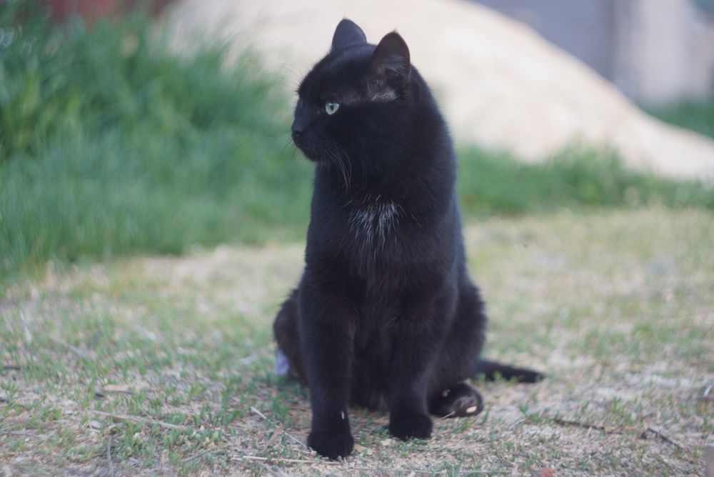 Статный крупный кот спинальник