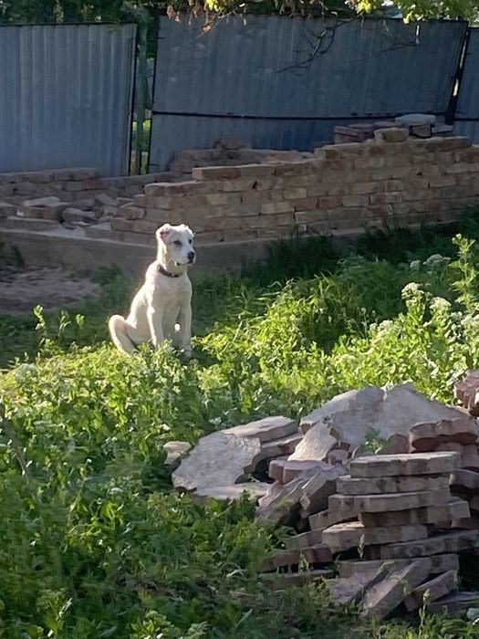 Төбет щенок, 4 мес.