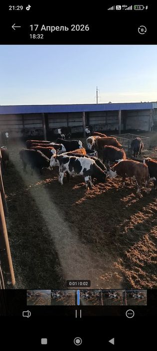 Продам быков  откорм