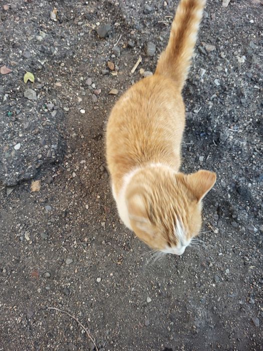 Кот в добрые ркки