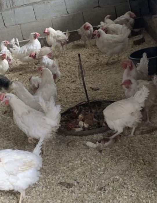 Куры                                                           несушки