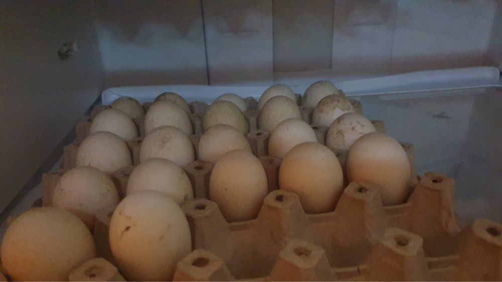 Rațe indiene de vânzare