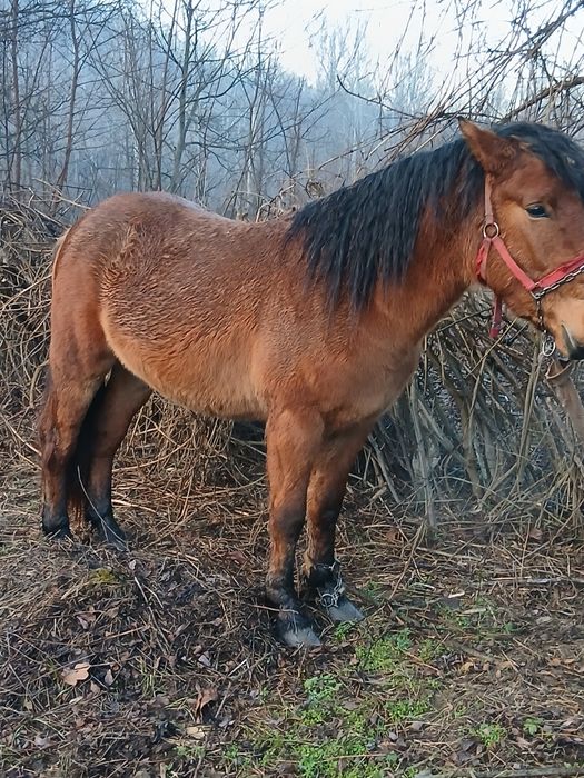 Vand manz de 1 an si 6 luni pus doar la târâș