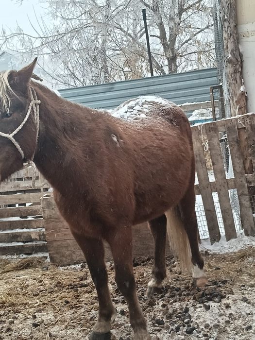 Продаёсят Бие  с  жеребенкам Байтал