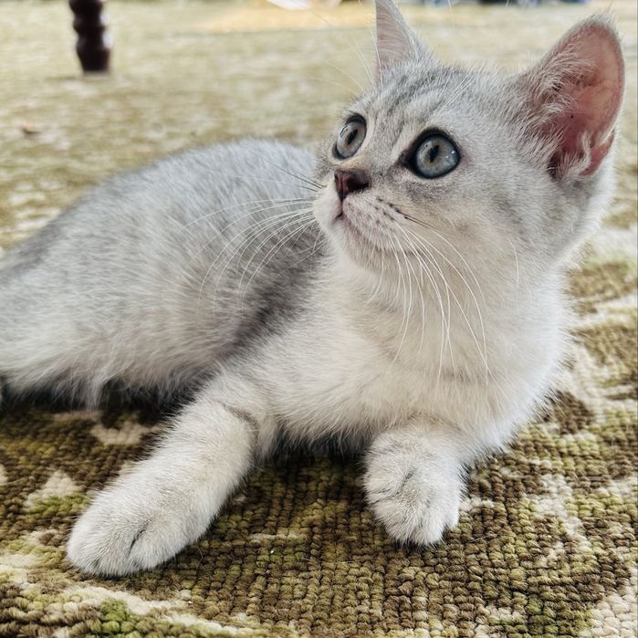 Продается котенок серебристая шиншилла,девочка