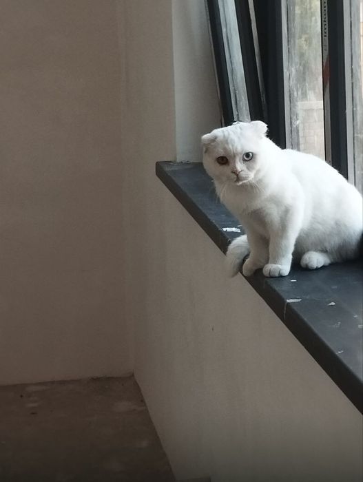 Кошка британский фолд