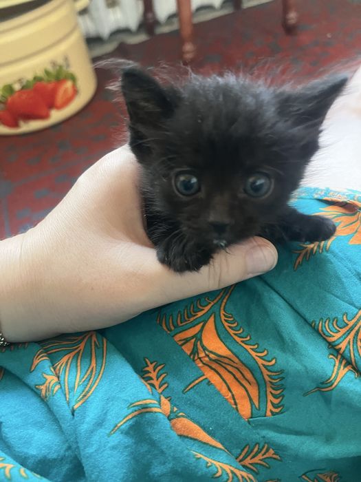 Отдам котят в добрые руки