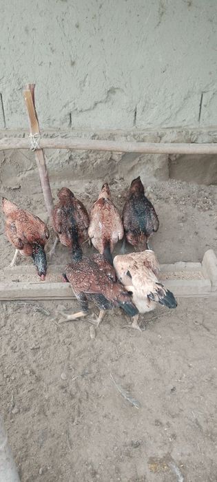 Турецкий птица товуклар