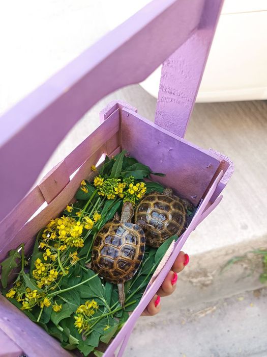 Черепашки тошбака