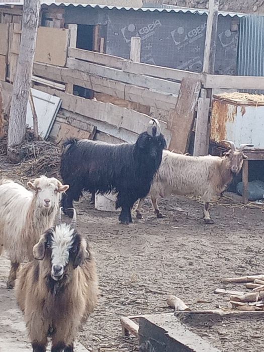 Сатылымда Текелер бар  ақ,қара