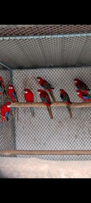 2 perechi  Rosela rubin