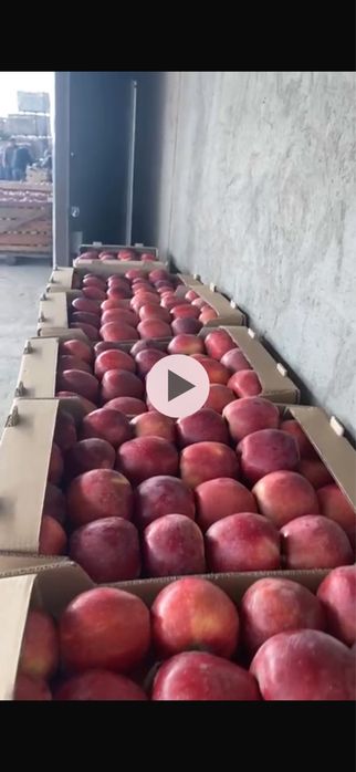 Яблоки Американка оптом