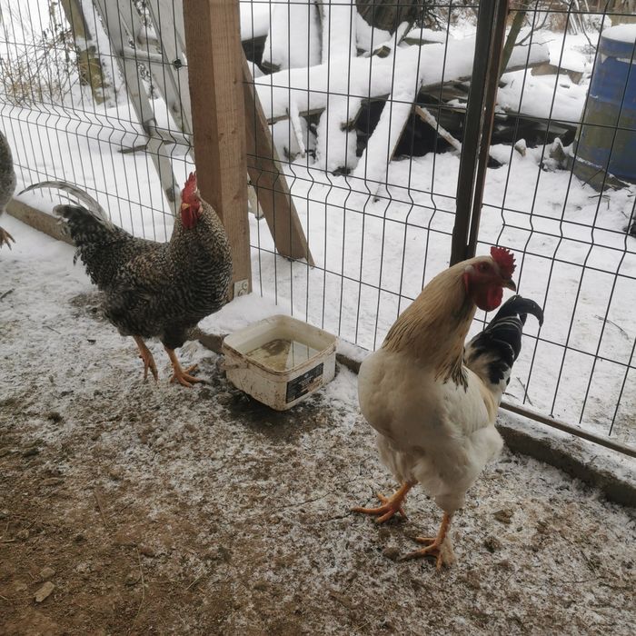 12 cocosei de 10 luni cauta gainuse