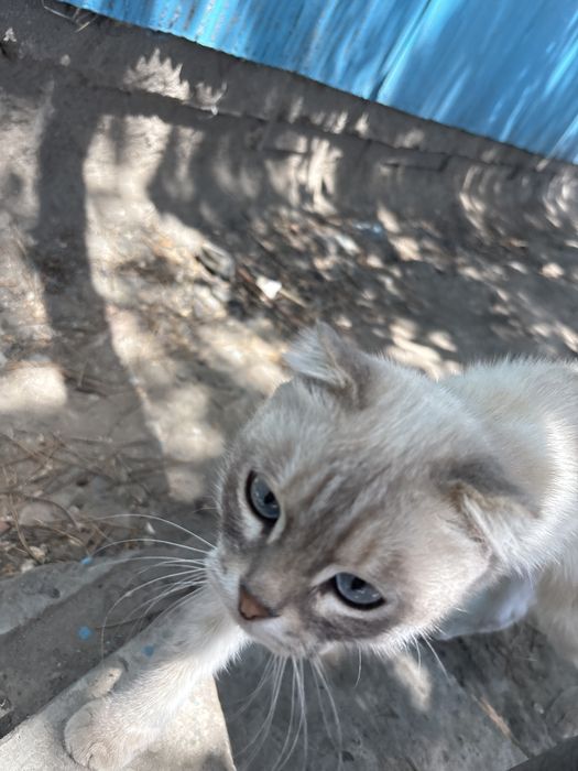 Очень ласковый кот возпитонный