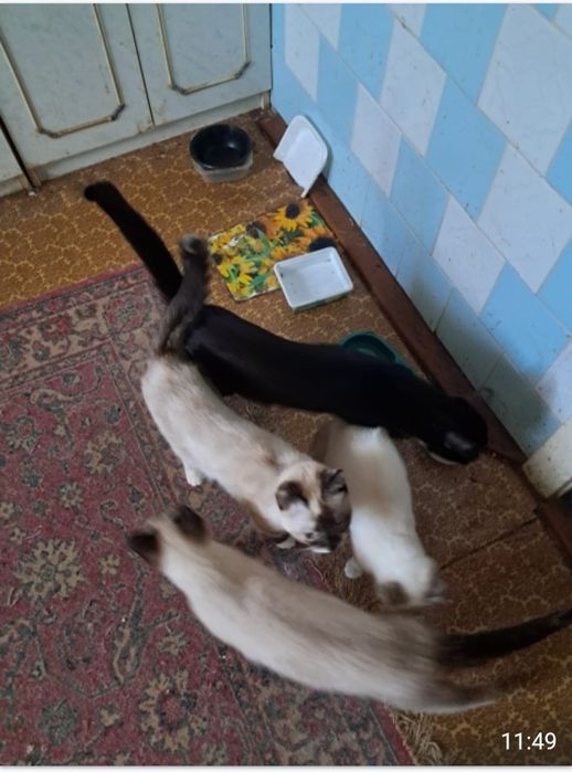 Котики мышеловы  отдам даром