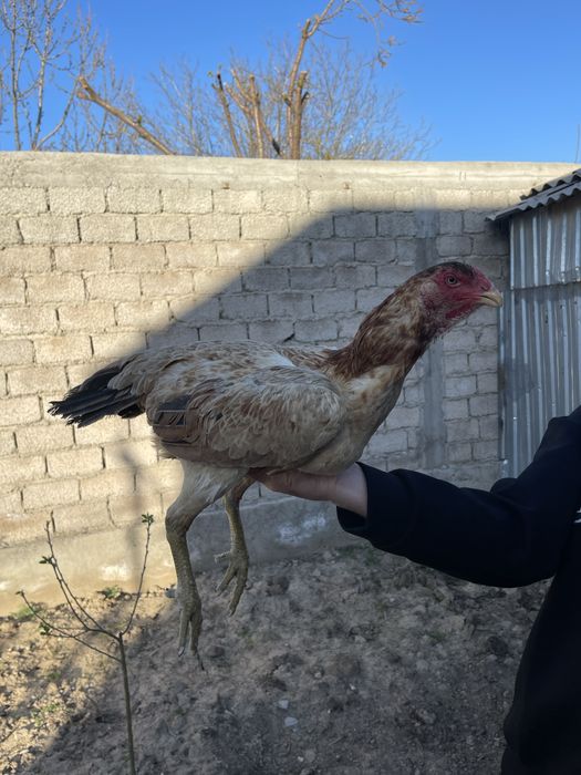 Dakan Xoroz tovuq ganoy  дакан srochno