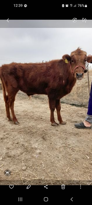 Buqa sotiladi yeb ichishi zòr parodni buqqa narxi 19 milon kelishamizz