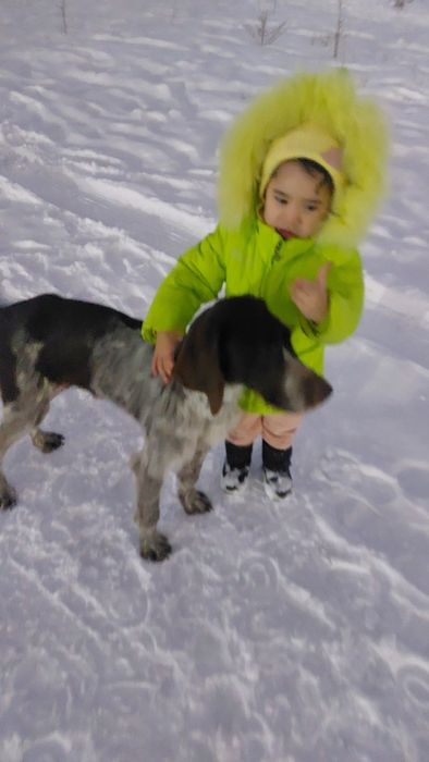 Пропал дратхаар в районе почтовой (Тайвань)