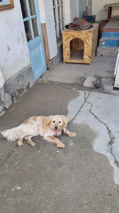 МАКС лақабли ит сотилади