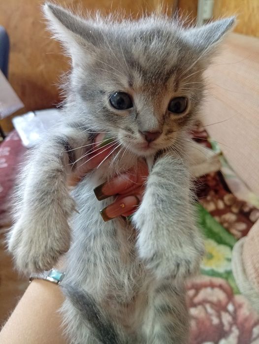 Отдам котят , в добрые руки