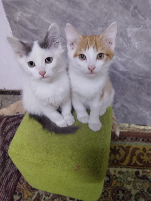 Отдам котят в добрые руки