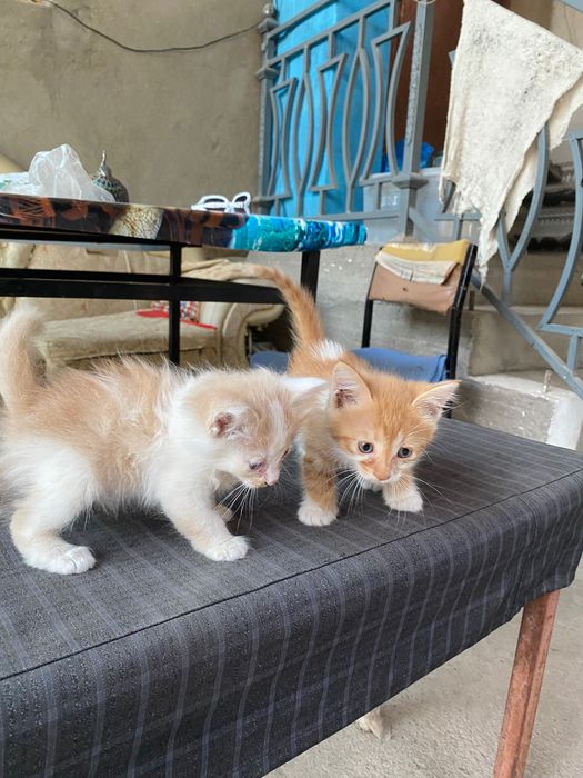 Котята девочки очень милые