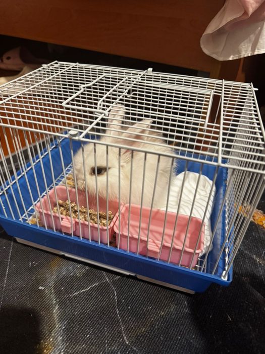 Кролик 2 айлық сатылады