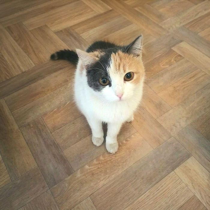 Отдам кота и кошку в добрые руки