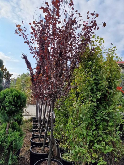 Vând mesteacăn, tei, fag, stejar, paltin, tuia, magnolie