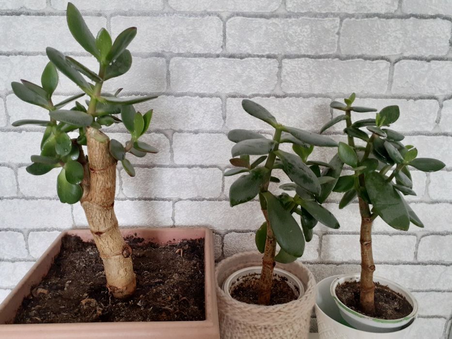 Продам комнатное растение