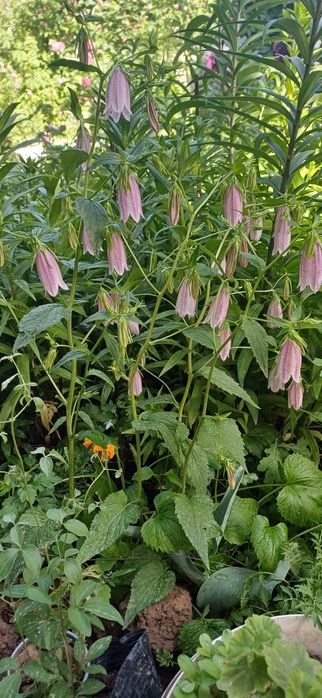 Цветы,    цветы.