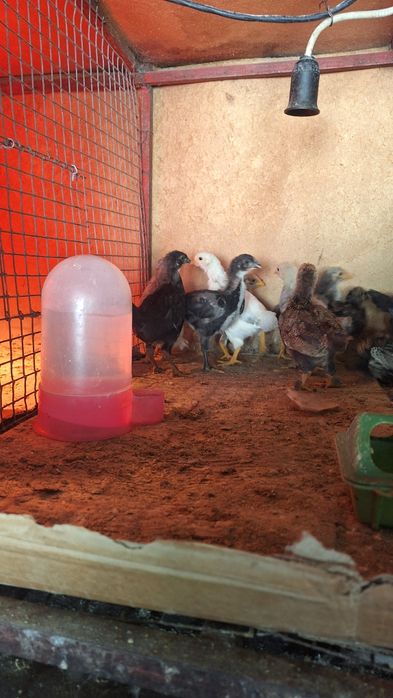 Домашние цыплята