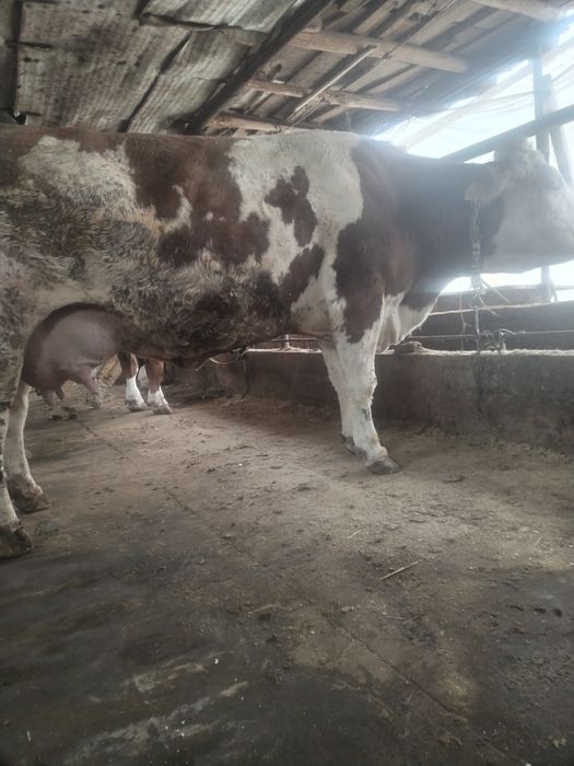 Semintal sigir toza qonli 2 tuggan   suti bor 25 letr  sotladi