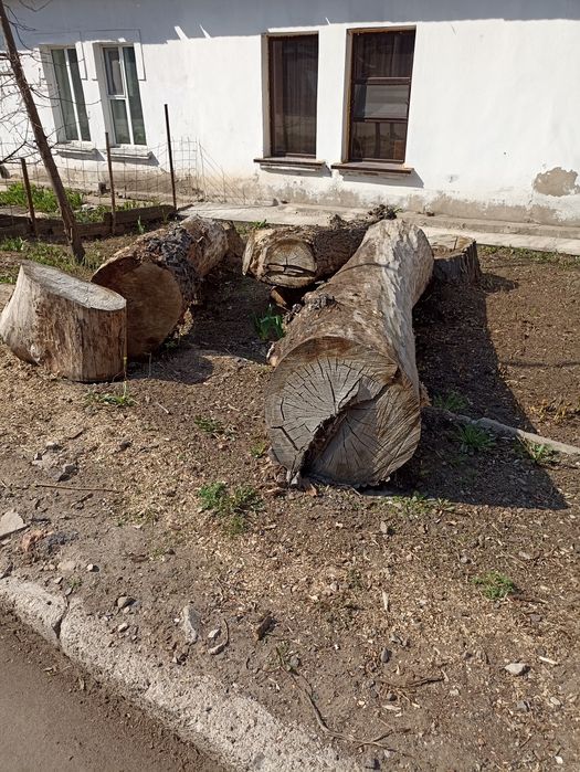 Отдадим даром дерево