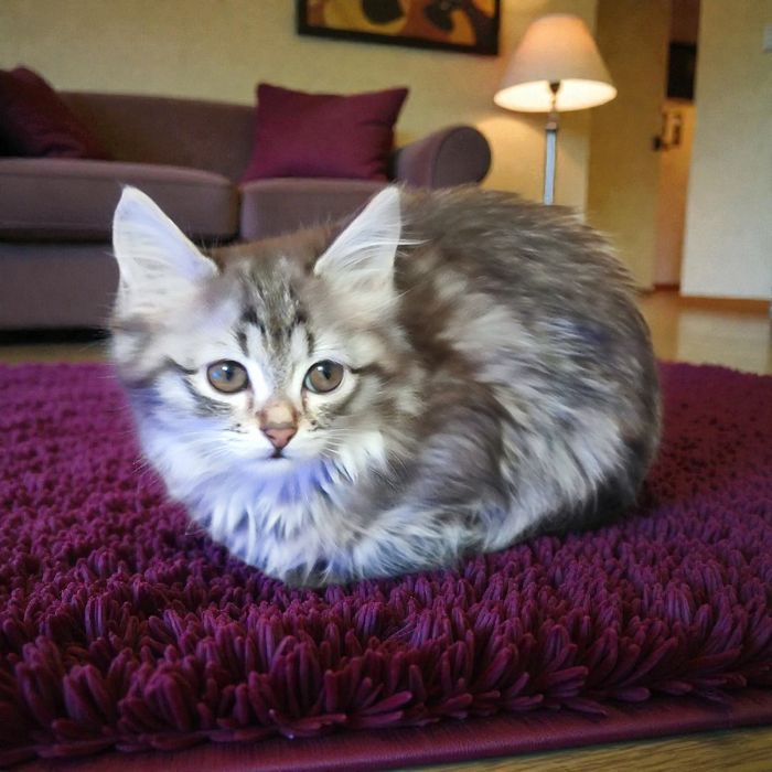 Котята БЕСПЛАТНО в добрые руки