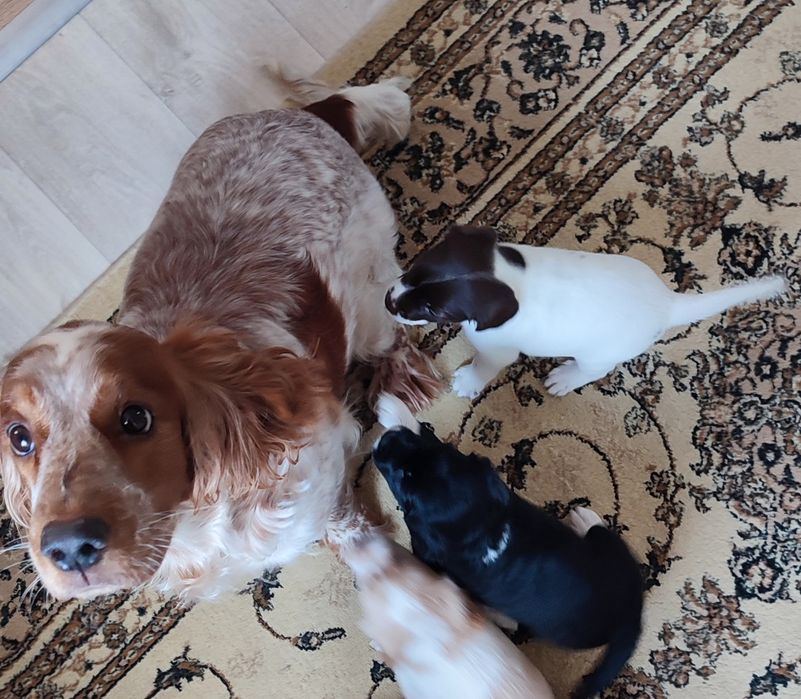 Спаниели. Щенки спаниеля