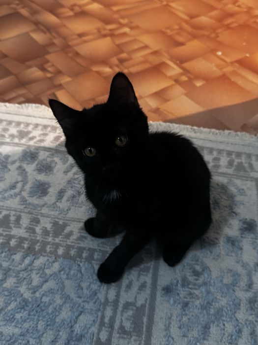 Отдам котенка девочку