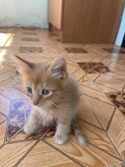 Котята бесплатно в Актобе