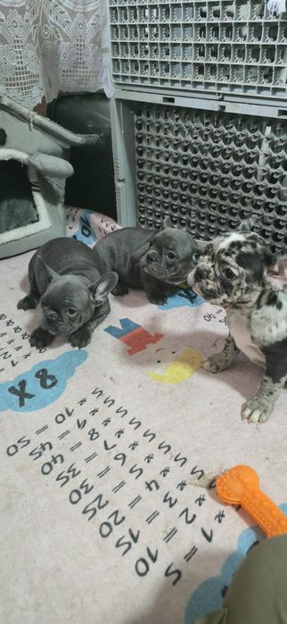 Предлагаю щенков Французский бульдог