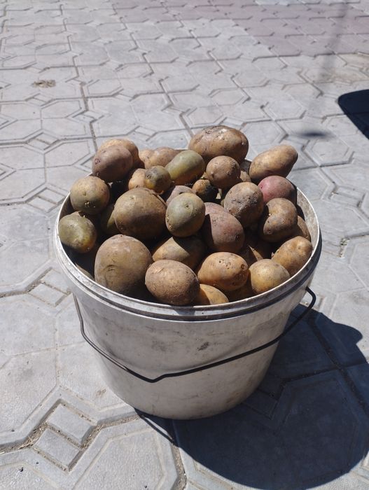 Продам семянной картофель