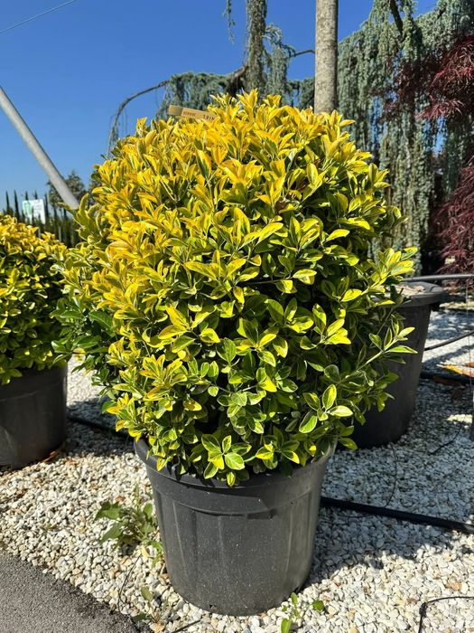 Plante ornamentale