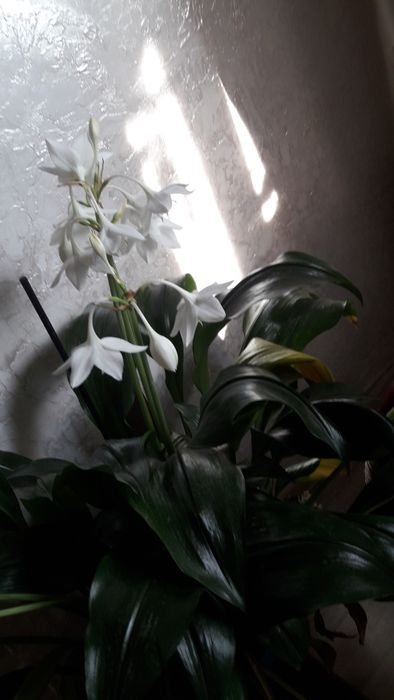 Домашний цветок красивый