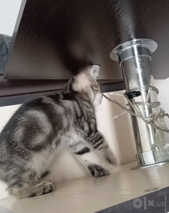 Котёнок-девочка/табби/2 месяца/.