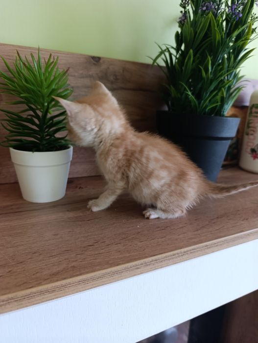 Сладки малки котенца