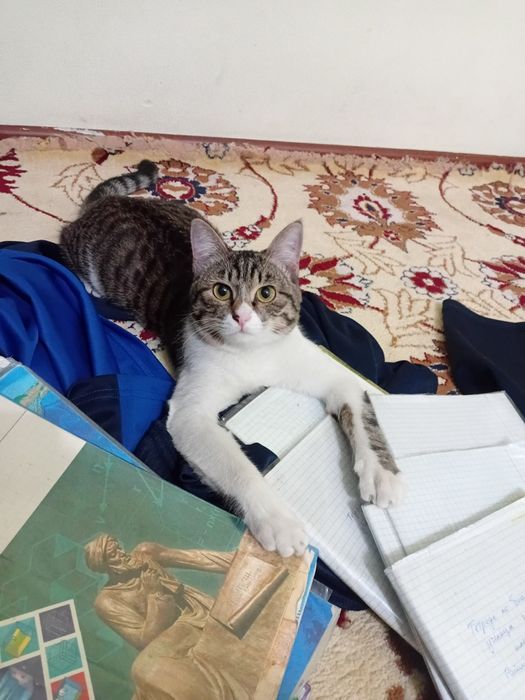 Кися по имени макс