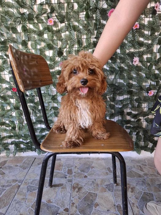 Maltipoo малтипоо куче мъжко