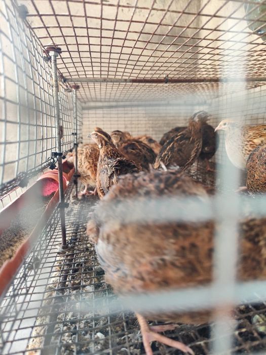 Пътпъдъци , Фараон и Манджурски